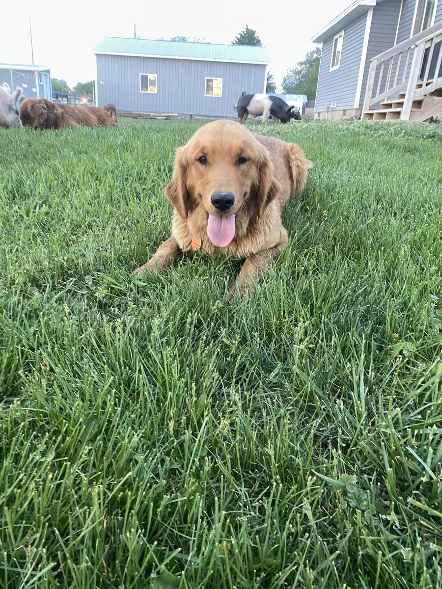 AKC registered golden retriever - rehoming