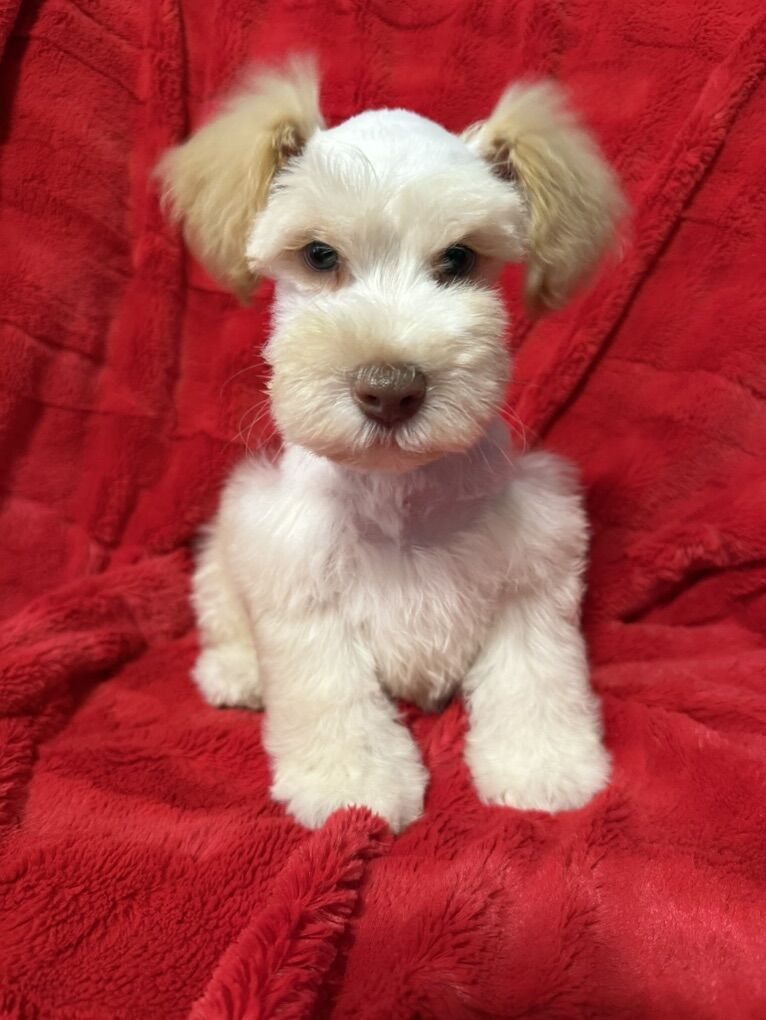 Miniature Schnauzer Male