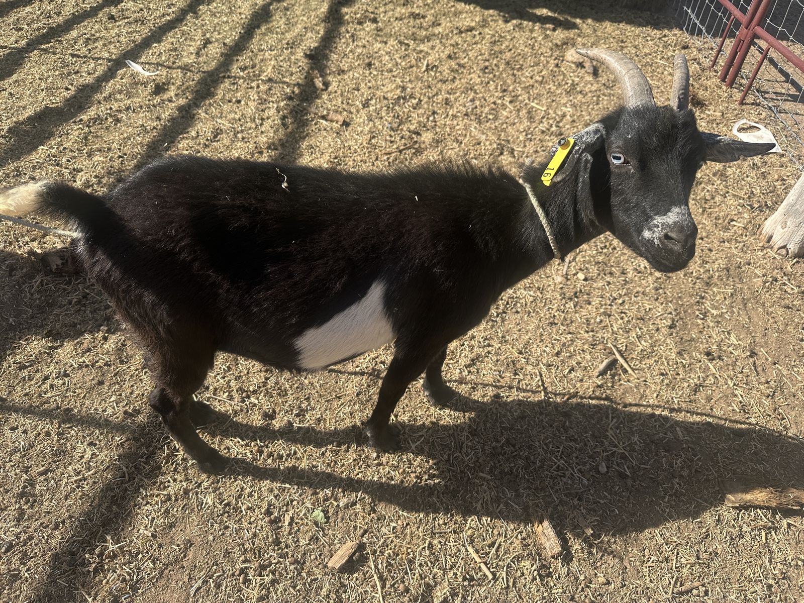 Goats (Male and Female)