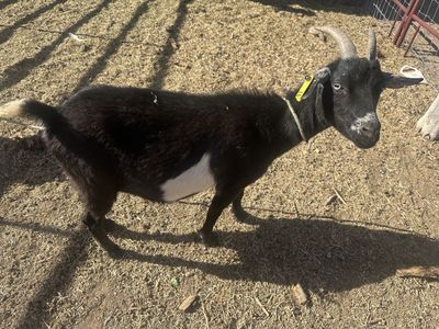 Goats (Male and Female)
