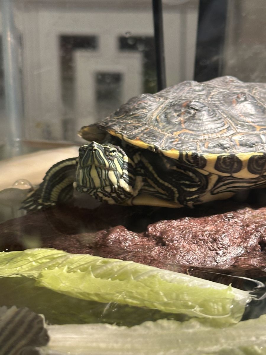 Rehoming our water turtle: Timmy Avocado