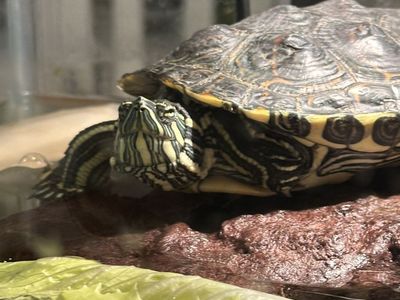 Rehoming our water turtle: Timmy Avocado