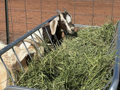 5 mixed goats