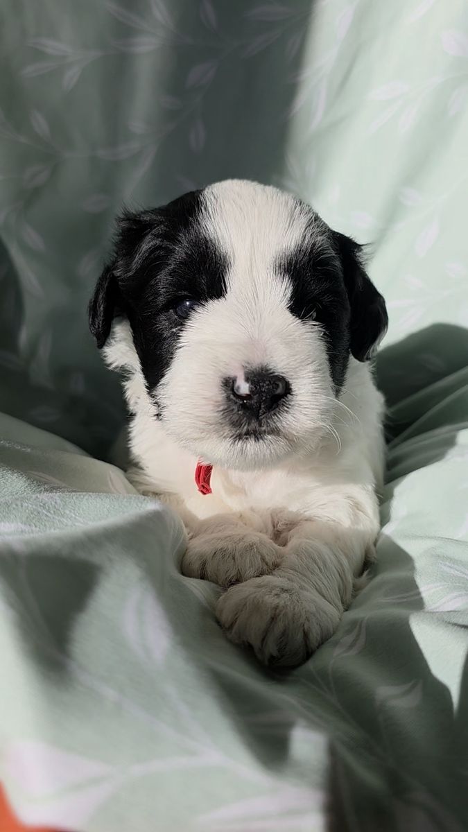 Miniature Schnauzer puppies