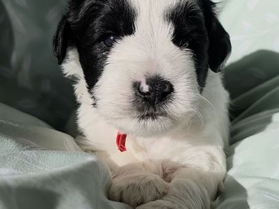 Miniature Schnauzer puppies
