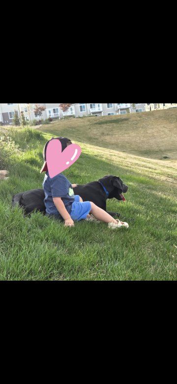 sweet black lab