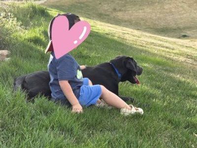 sweet black lab