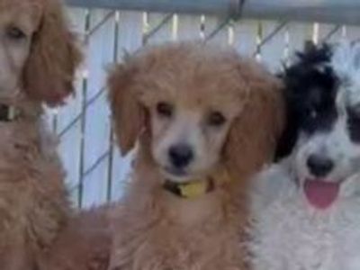 Last One! AKC Mini Poodle Ready To Go!
