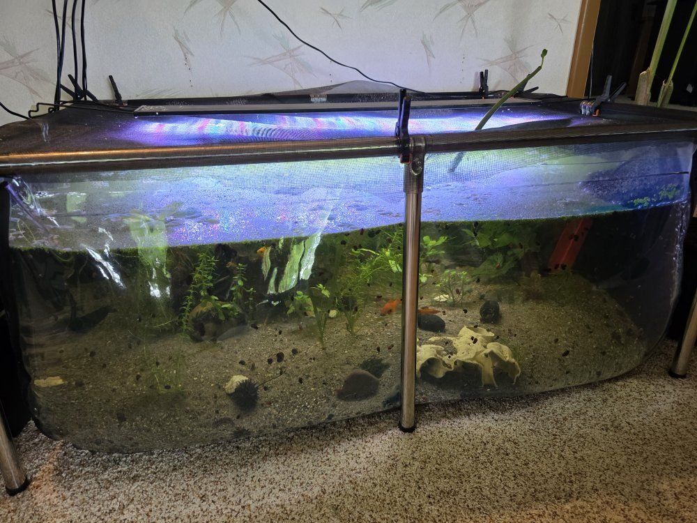 Rehoming Your Fish & Aquatic Supplies? Experienced Keeper Welcoming Rescues