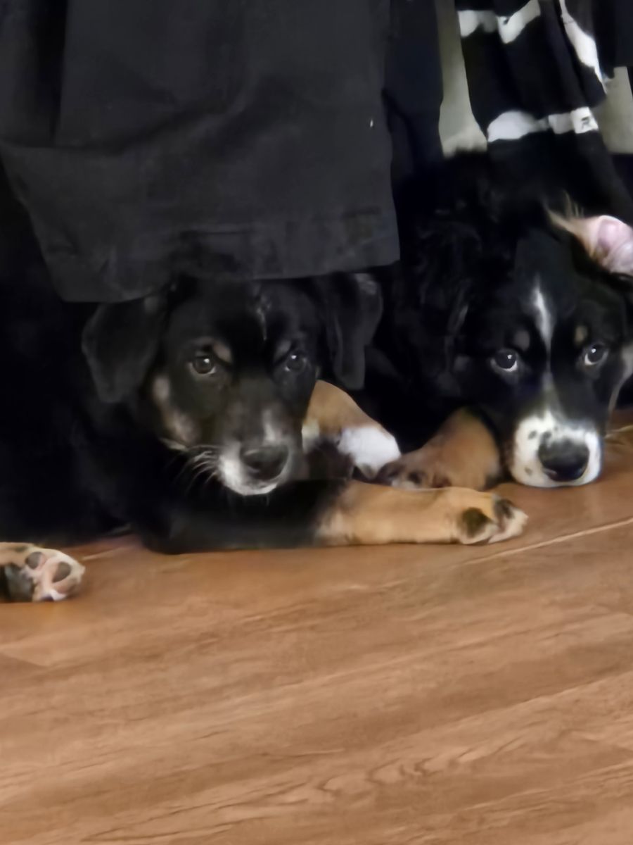 Aussiedor puppies for sale