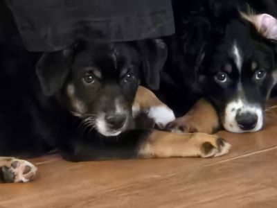 Aussiedor puppies for sale