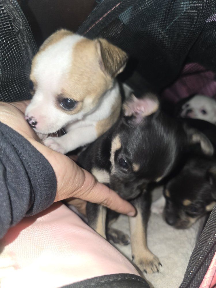 chihuahuas