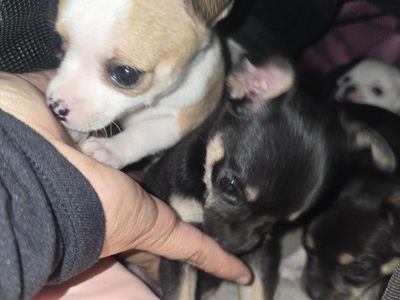 chihuahuas
