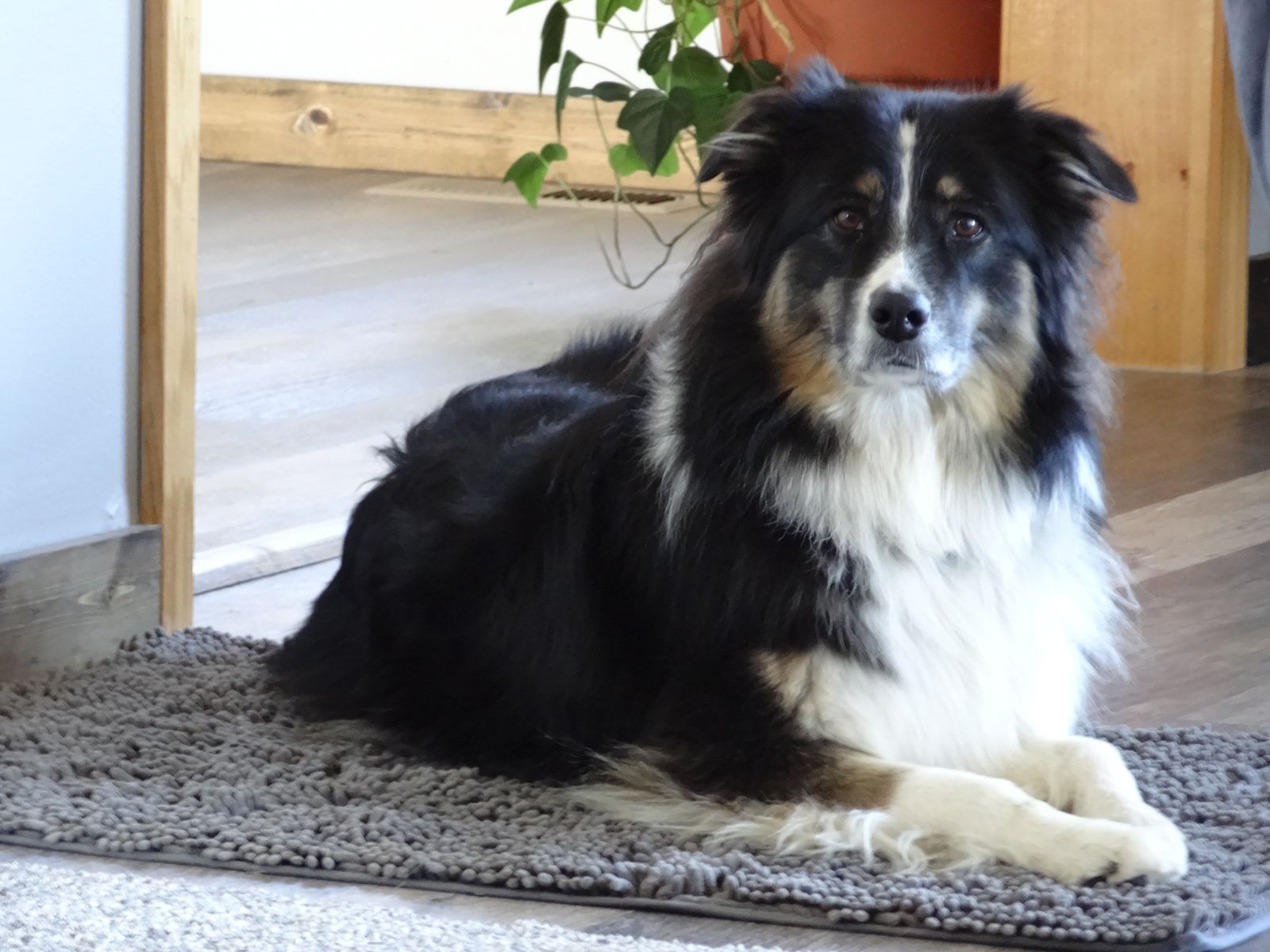 Australian Shepherd/ Aussie, Female