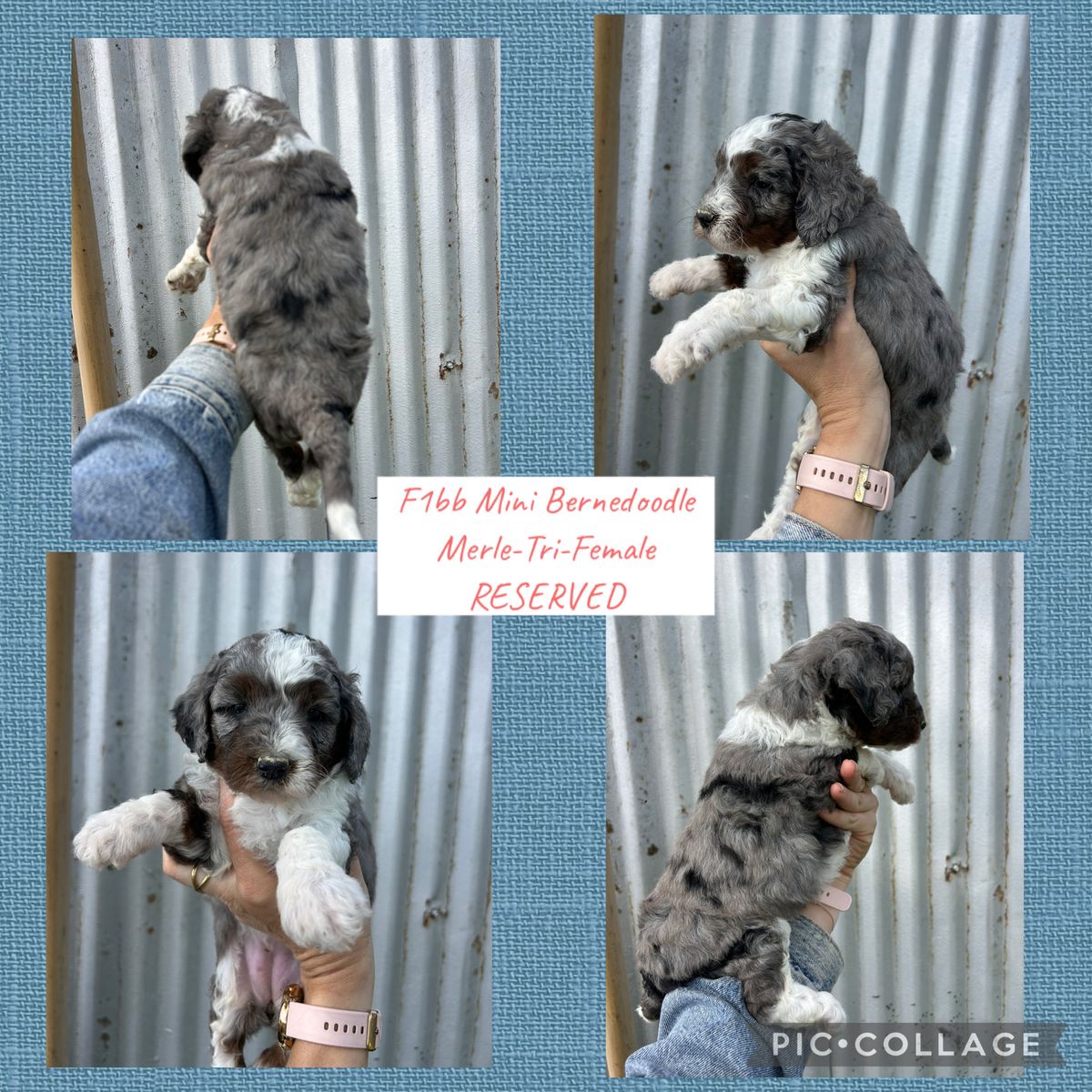F1bb Micro mini Bernedoodles