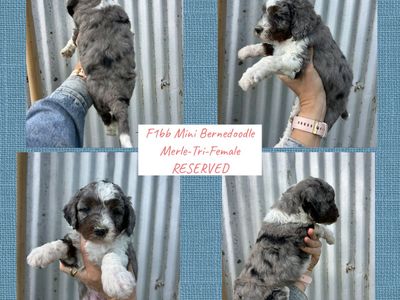 F1bb Micro mini Bernedoodles