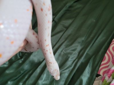 Palmetto corn snake
