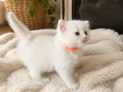 Purebred Ragdoll Kiten