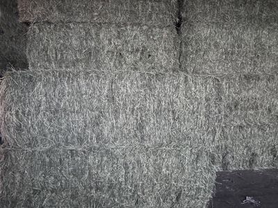 Premium 3x4 Timothy grass bales