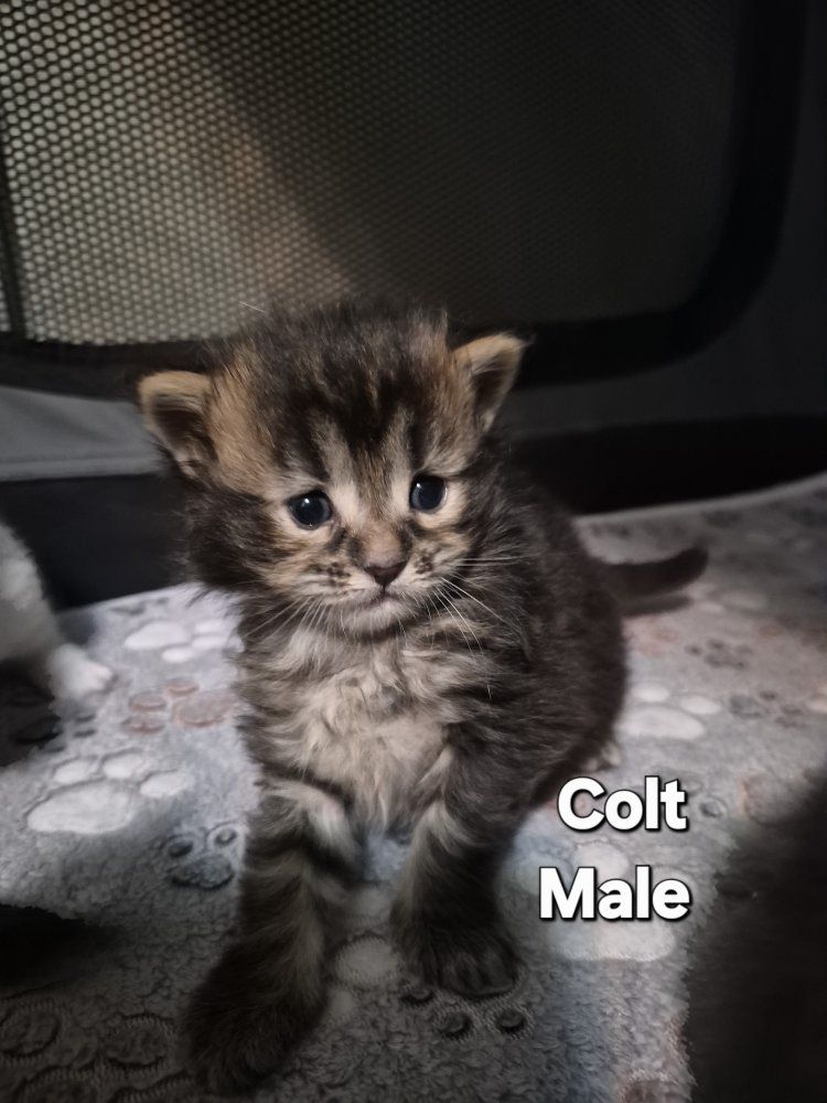 Brown Tabby Male Maine Coon Kitten