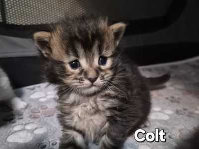 Brown Tabby Male Maine Coon Kitten