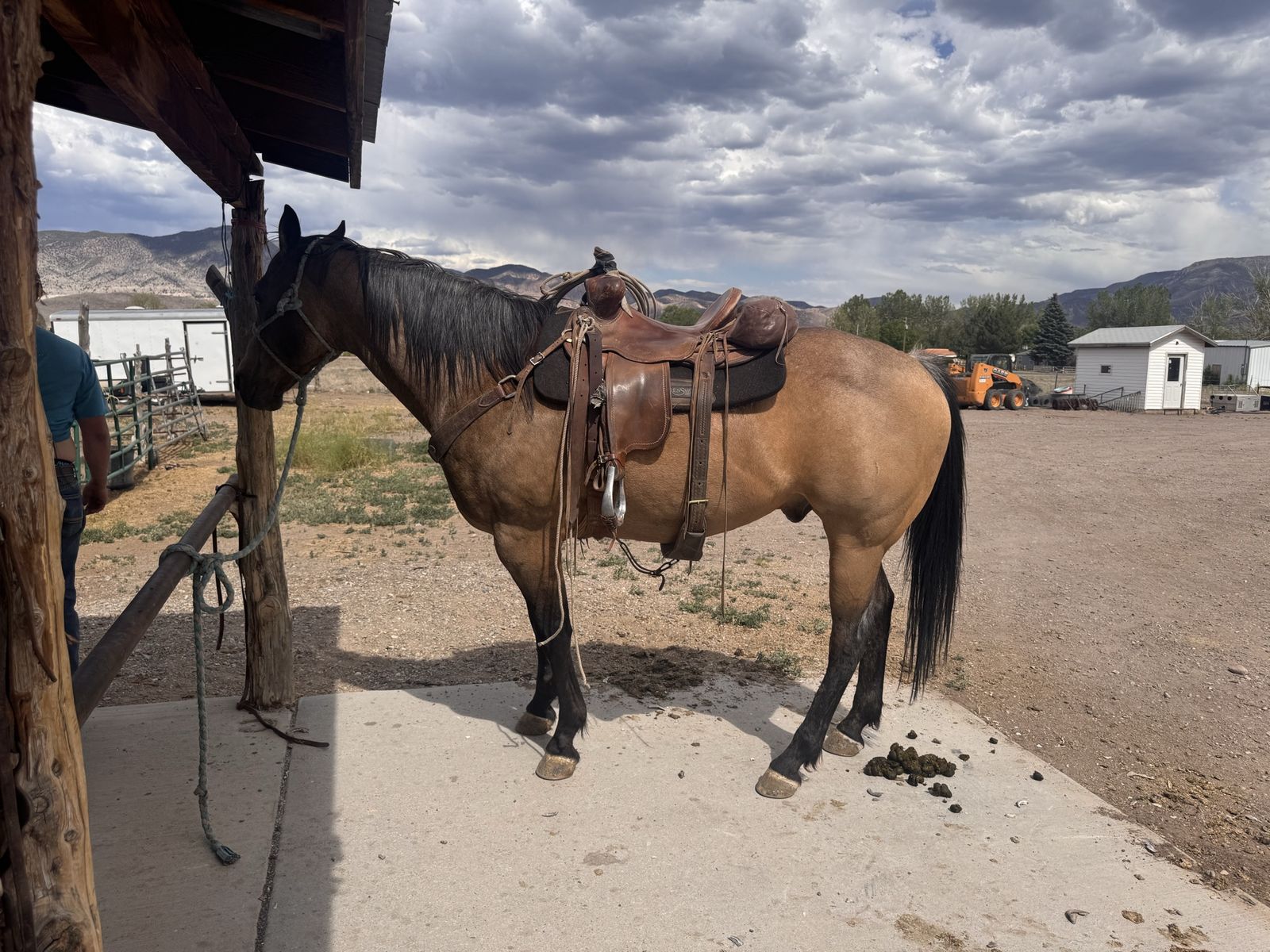 Buckskin roan gelding
