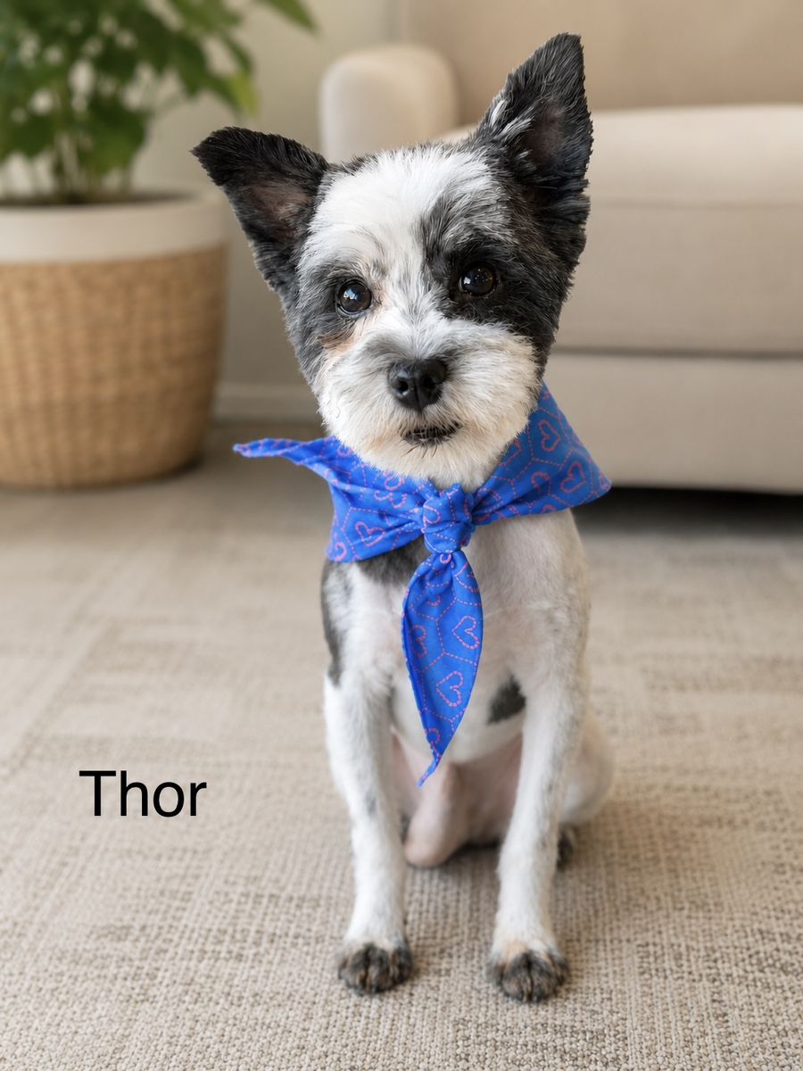 Two Miniature Schnauzer purebred