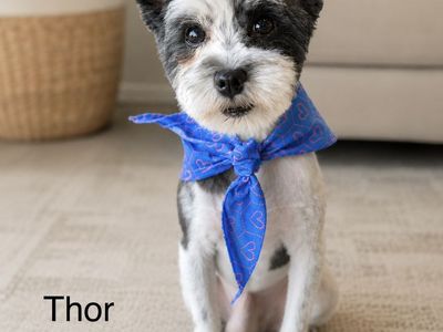 Two Miniature Schnauzer purebred