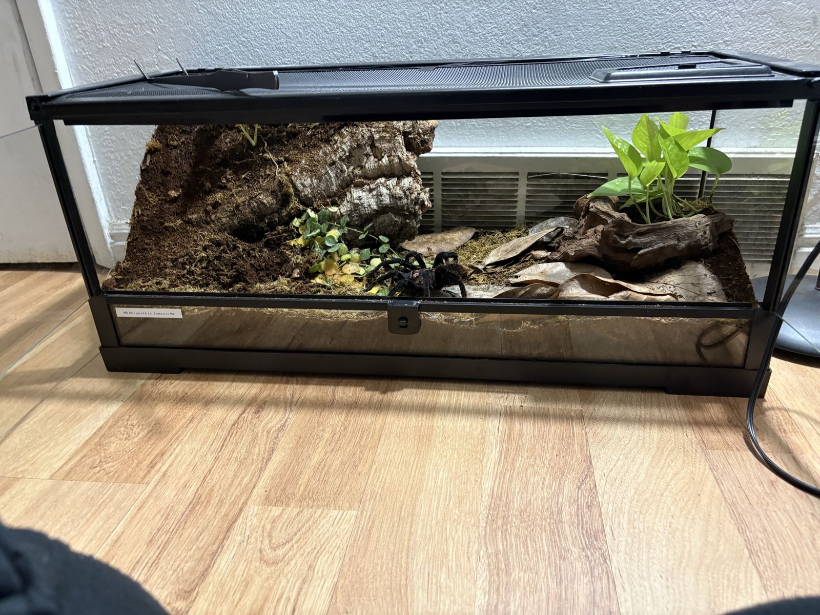 20 gallon terrarium
