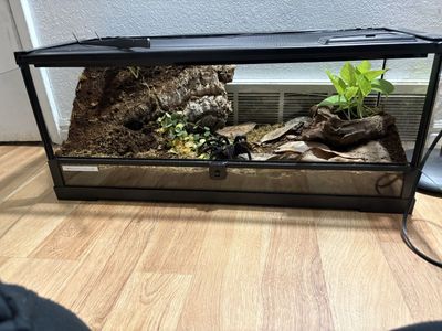 20 gallon terrarium