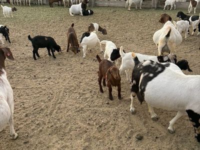 Whether Goats