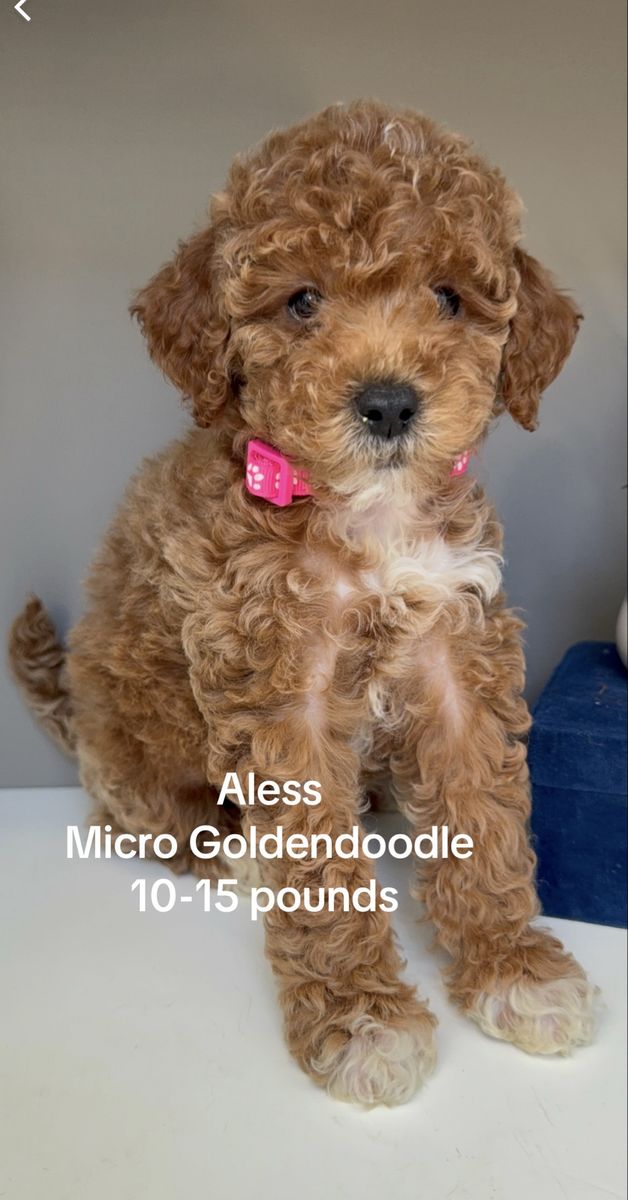Micro Goldendoodle 