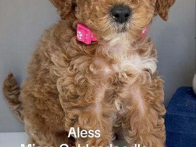 Micro Goldendoodle