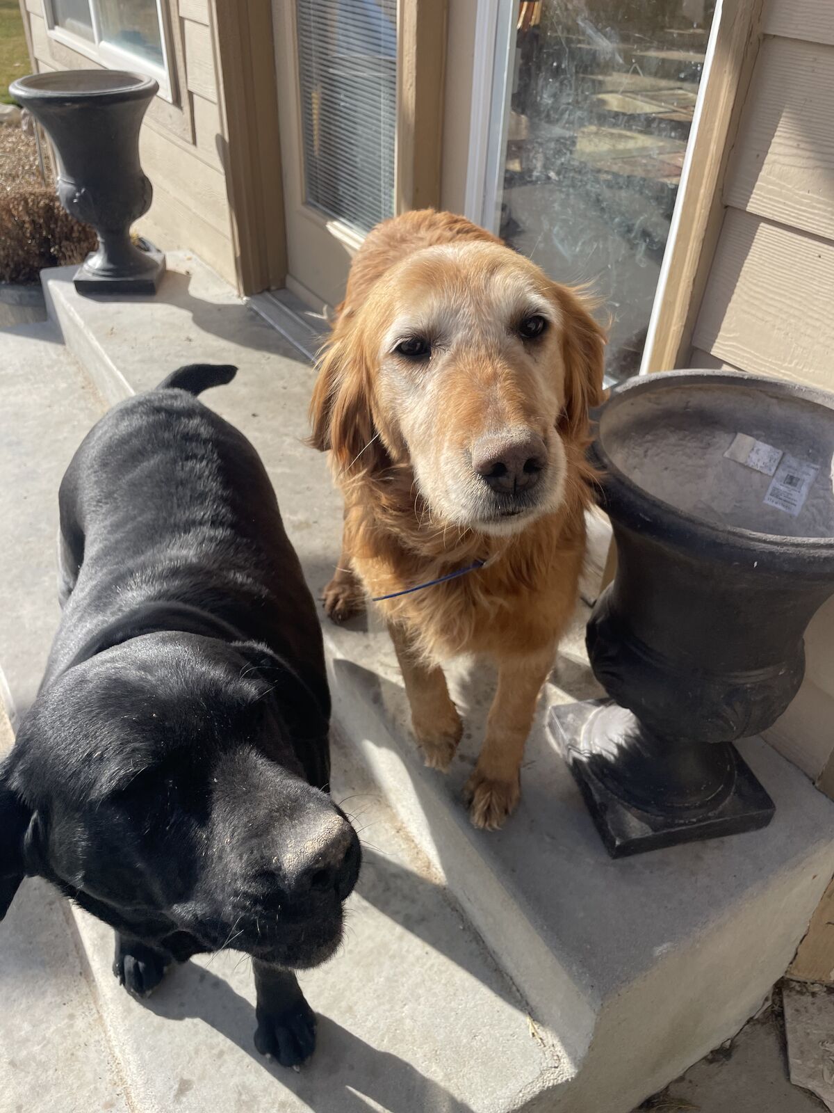 Sweet older golden retriever