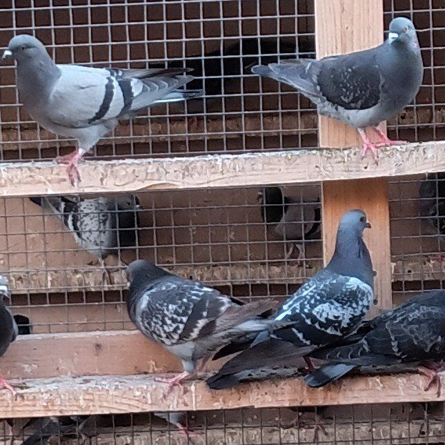 Barn Pigeons