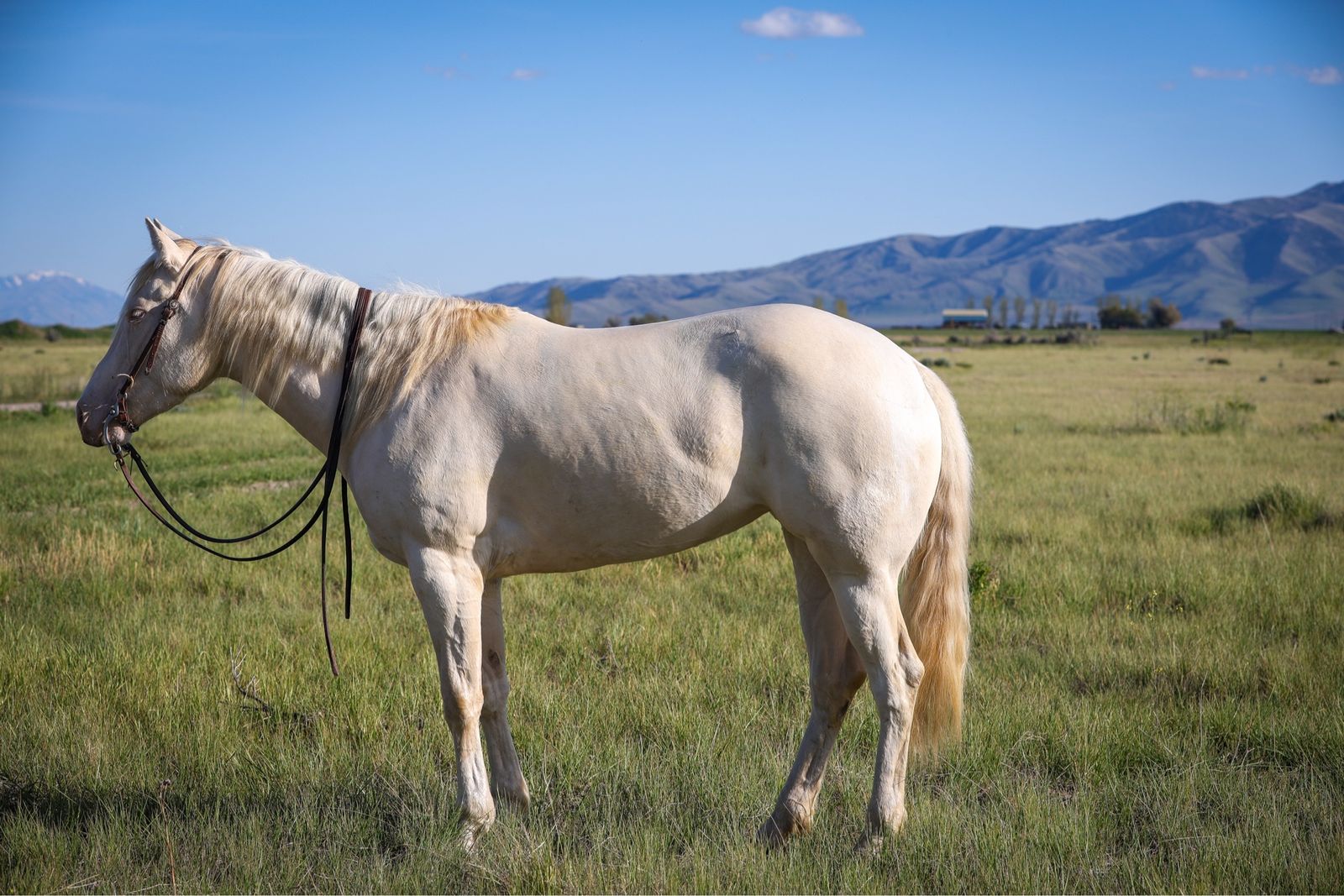 3 year old perlino filly