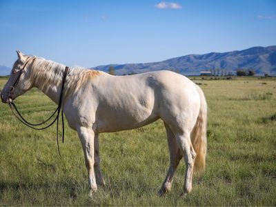 3 year old perlino filly