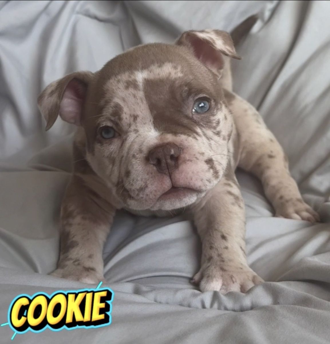 Purebred Micro/Pocket American Bully Dog Puppies