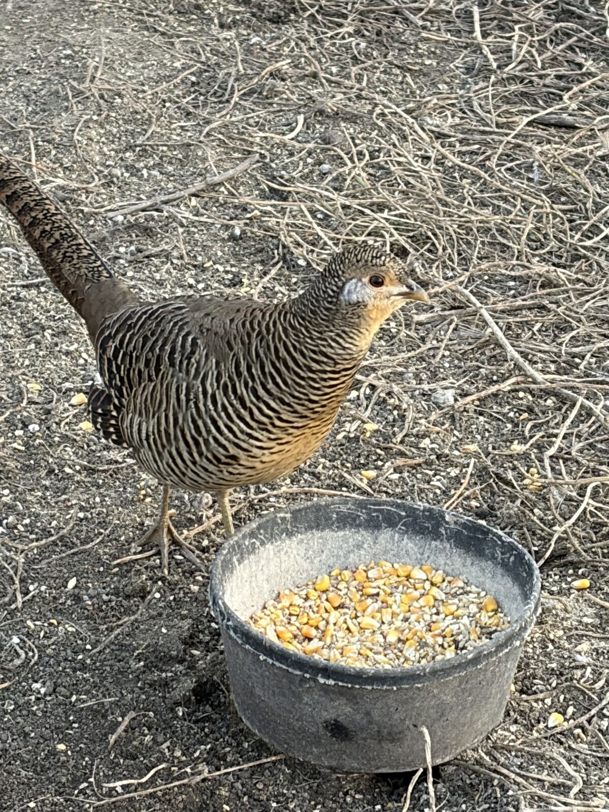 Red golden pheasants