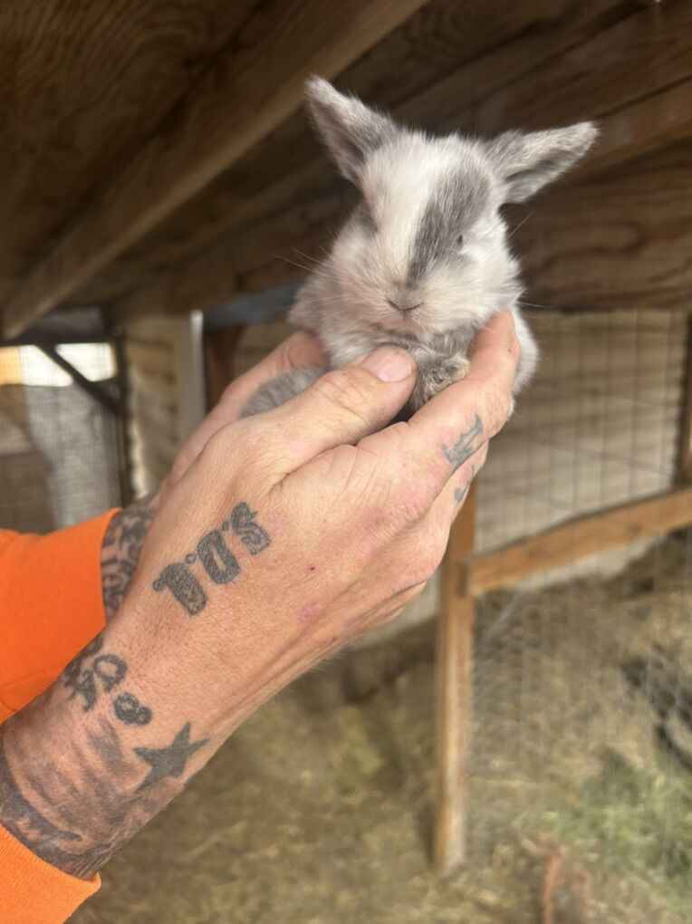 Holland Lop/Harlequin Mix
