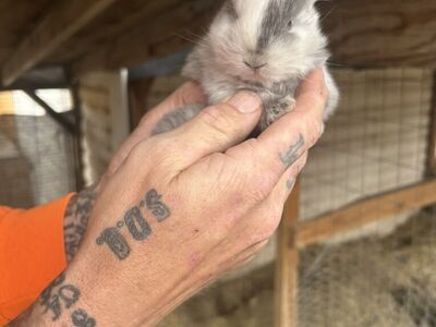 Holland Lop/Harlequin Mix