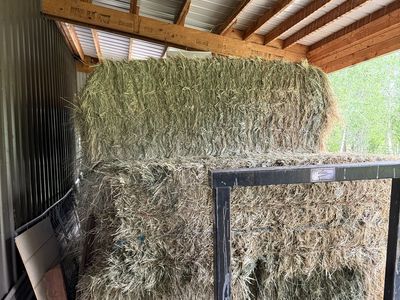 Grass hay