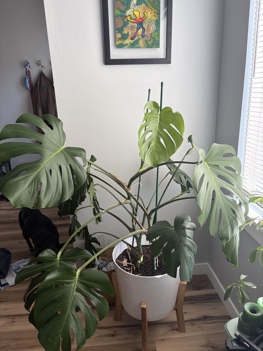 Monstera