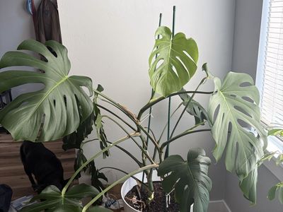 Monstera