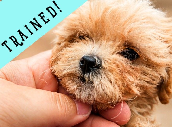TRAINED Micro 4lbs Cavapoochon puppy (cavapoo/bichpoo/poochon/poodle/maltipoo/doodle)