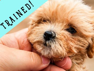 TRAINED Micro 4lbs Cavapoochon puppy (cavapoo/bichpoo/poochon/poodle/maltipoo/doodle)