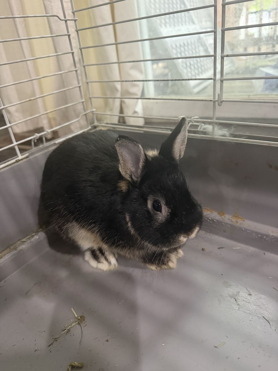 Netherland Dwarf Rabbits - Male (Black) & Female (Gray) - Rehoming