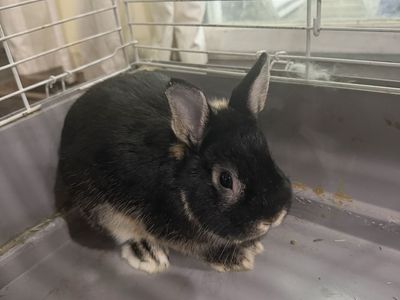 Netherland Dwarf Rabbits - Male (Black) & Female (Gray) - Rehoming
