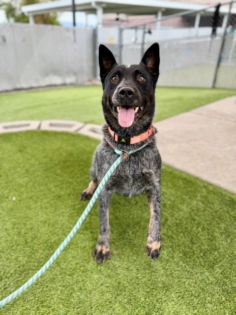 A164343 Jay Jay, Available for Adoption