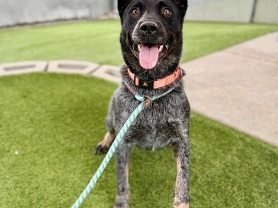 A164343 Jay Jay, Available for Adoption
